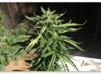 Определяем проблему конопли по симптому: Температурный стресс