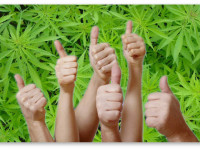 США: Детские онкологи поддерживают использование марихуаны в педиатрии