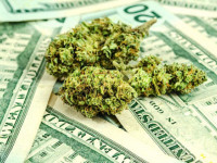 Назначенец Трампа обещал дать конопляной отрасли доступ к банковским услугам