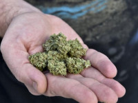 Любители конопли переходят от косячков к концентратам и микродозированию