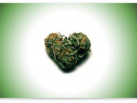 Новое исследование ничего не говорит о роли марихуаны в сердечных заболеваниях