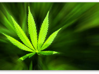 Исследование: Употребление марихуаны снижает риск рака мочевого пузыря