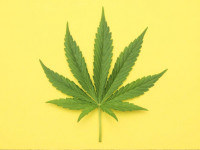 Медицинская марихуана против симптомов рассеянного склероза