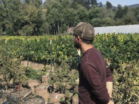 Марихуана - новая норма?