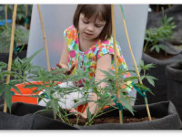 Исследование: Масло с КБД - "многообещающее средство" при детской эпилепсии