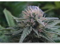 Боремся с вредителями. Как растворить масло ним в воде?