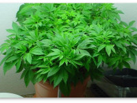 Имеет ли смысл держать материнское растение на гидропонике?