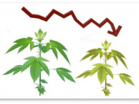Как долго можно держать материнское растение или делать клоны с клонов (мнение)
