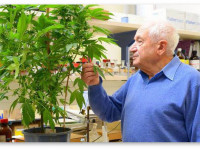 Рафаил Мешулам призвал проводить клинические эксперименты