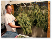 Немецкий суд разрешил пациентам самим выращивать коноплю