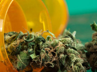 Конопля и рассеянный склероз: Выдержки из обзора научной литературы