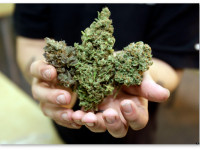 Лечит ли марихуана рак?