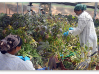 Израиль: Лицман - медицинская марихуана будет продаваться в аптеках