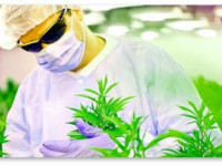 Израиль: Бюрократы лишают ветеранов возможности лечиться коноплёй