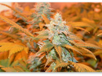 Калифорния: Принят пакет законов, регулирующих медицинскую марихуану