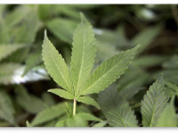 Калифорния: Билль по регулированию рынка медицинской конопли