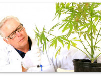 В Праге открыли первый в стране Международный институт конопли