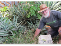 Австралия: Кандидат в парламент посеял тысячи семян марихуаны