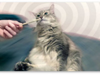 10 глупейших мифов о наркотиках