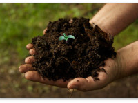 5 мифов о культивации каннабиса 5 мифов о культивации каннабиса