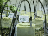 3 лучших субстрата для гидропоники