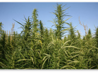 5 главных производителей технической конопли в мире