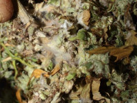 Марихуана может содержать плесень, бактерии, трупы насекомых и пестициды