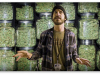 Можно ли стать зависимым от каннабиса?