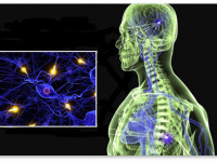 Пять главных полезных свойств конопли при рассеянном склерозе