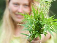 Учёные разоблачили три очередных мифа о конопле