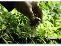 Стоит ли проращивать семена перед посадкой?