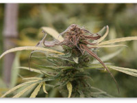 5 самых безопасных пестицидов