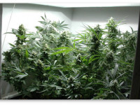 Новичкам: Как замутить небольшой индорный гров