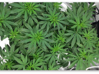 Можно ли вырастить несколько кустов конопли в одном горшке?