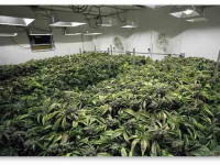 Новичкам о переводе конопли на цвет