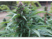 Подборка "безумных" вопросов по грову. Часть I