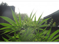 Ваш первый аутдорный гров