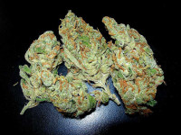 Как хранить шишки, чтобы они не портились?