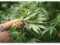 Стоит ли обрывать крупные веерные листья