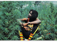 Ямайка: Законпроект, декриминализующий марихуану, будет принят до конца года