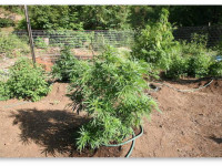 Можно ли обрезать верхушку у цветущей конопли?