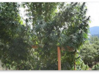 Суперкроппинг и обрезка ветвей на этапе цветения