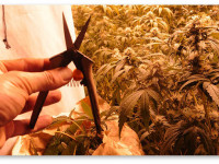 Плюс 30% к вашему урожаю конопли: Радикальный, но действенный метод Плюс 30% к вашему урожаю конопли: Радикальный, но действенный метод