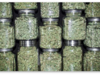 Штат Мичиган рассмотрит билль о полной легализации марихуаны