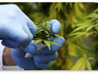 Активисты Огайо прекратили сбор подписей под инициативой о легализации медицинской марихуаны