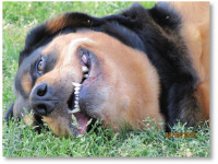 Глава DEA: Прежде чем легализовать марихуану, подумайте о бедных собачках