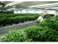 Орегон: Инвесторы в марихуановую отрасль с тревогой ждут результатов ноябрьского референдума