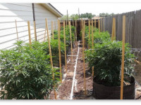 Выращивание конопли в открытом грунте: В горшках или на грядках?