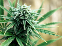 Самые аутдорные сорта марихуаны