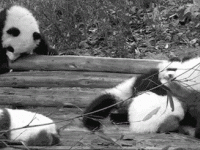 Вот все люди, погибшие от передозировки марихуаной